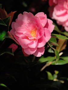 comp_D2X_7885.jpg comp_D2X_7885.jpg