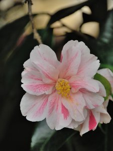 comp_D2X_7887.jpg comp_D2X_7887.jpg