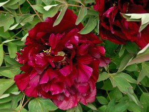 comp_D2X_7848.jpg comp_D2X_7848.jpg