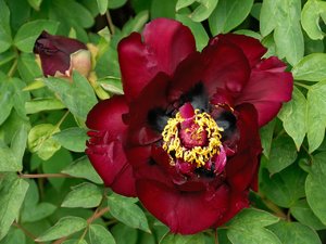 comp_D2X_7849.jpg comp_D2X_7849.jpg