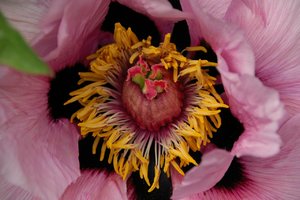 comp_D2X_7850.jpg comp_D2X_7850.jpg