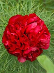 comp_D2X_7858.jpg comp_D2X_7858.jpg