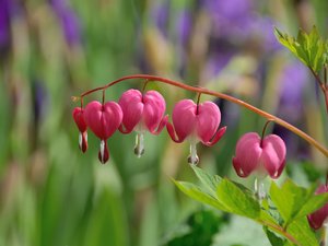 comp_D2X_7912.jpg comp_D2X_7912.jpg