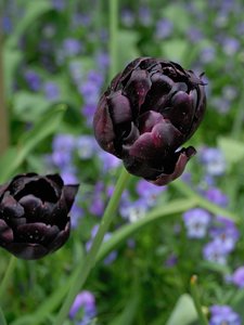 comp_D2X_7925.jpg comp_D2X_7925.jpg