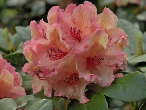 comp_D2X_7963.jpg comp_D2X_7963.jpg