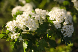 IMG_5475.jpg IMG_5475.jpg