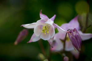 Akelei_1400_500-1.jpg Akelei_1400_500-1.jpg