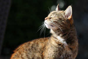 IMG_5786b.jpg IMG_5786b.jpg