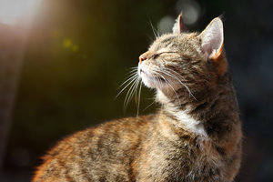 IMG_5786aa.jpg IMG_5786aa.jpg