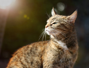 IMG_5791b.jpg IMG_5791b.jpg