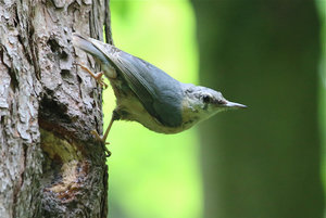 IMG_5904a.jpg IMG_5904a.jpg