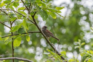 Heckenbraunelle (1).jpg