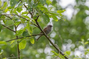 Heckenbraunelle (2).jpg