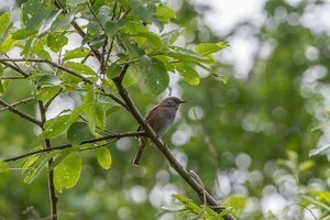 Heckenbraunelle (3).jpg