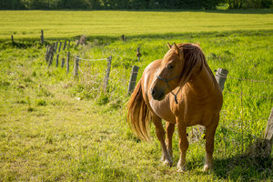 Horse_1400_500-1.jpg