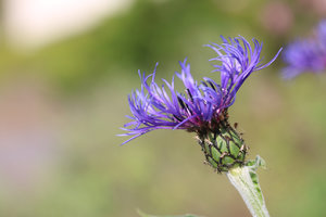 IMG_6221a.jpg IMG_6221a.jpg