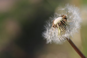 IMG_6261a.jpg IMG_6261a.jpg