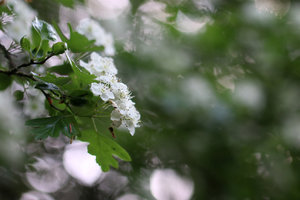 IMG_5818a.jpg IMG_5818a.jpg