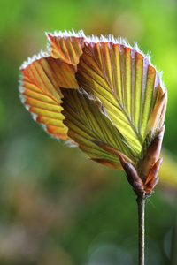 IMG_4039a.jpg IMG_4039a.jpg