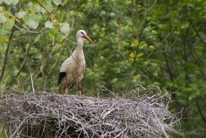 Small_DSC_7190.jpg Small_DSC_7190.jpg