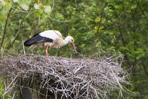 Small_DSC_7199.jpg Small_DSC_7199.jpg