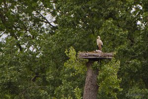 Small_DSC_7378.jpg Small_DSC_7378.jpg