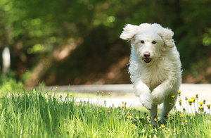 IMG_4519a.jpg IMG_4519a.jpg