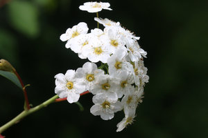 IMG_6417a.jpg IMG_6417a.jpg