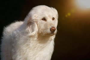 IMG_1098a.jpg IMG_1098a.jpg