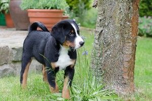 für Fotoforum (3 von 5).jpg