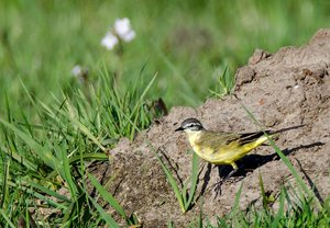 1, Wiesenschafstelze.jpg 1, Wiesenschafstelze.jpg