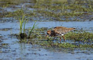 2, Kampfläufer.jpg 2, Kampfläufer.jpg