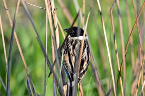 3, Rohrammer.jpg 3, Rohrammer.jpg