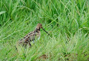 4, Bekassine mit Jungtier.jpg 4, Bekassine mit Jungtier.jpg