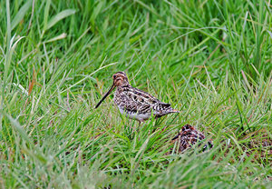 5, Bekassine mit Jungtier.jpg 5, Bekassine mit Jungtier.jpg