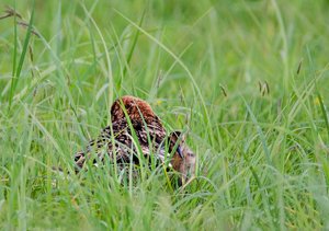 6, Uferschnepfe mit Küken.jpg 6, Uferschnepfe mit Küken.jpg