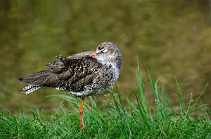 comp_DSC_7402d, RAW, Rotschenkel.jpg comp_DSC_7402d, RAW, Rotschenkel.jpg