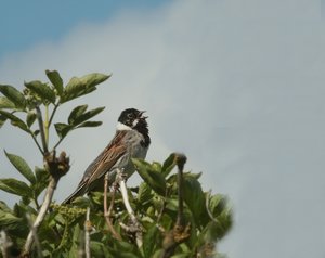 Rohrammer0.jpg Rohrammer0.jpg