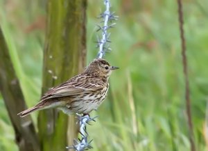 WPieper6_filtered.jpg WPieper6_filtered.jpg