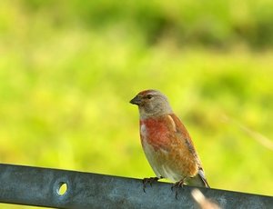 Bluthänfling0_filtered.jpg Bluthänfling0_filtered.jpg