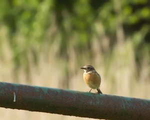 Braunkehlchen0_filtered.jpg Braunkehlchen0_filtered.jpg