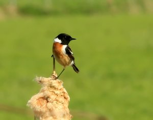 Schwarzkehlchen2_filtered.jpg Schwarzkehlchen2_filtered.jpg