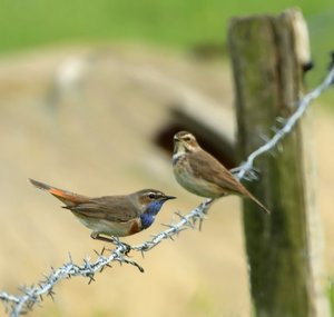 BlaukehlchenPaar1_filtered.jpg BlaukehlchenPaar1_filtered.jpg