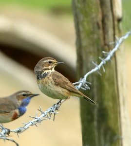 BlaukehlchenW_filtered.jpg BlaukehlchenW_filtered.jpg