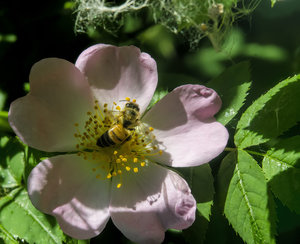 _DSC7132.jpg _DSC7132.jpg