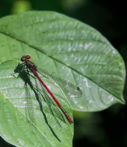 _DSC7110.jpg _DSC7110.jpg