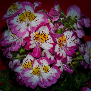 DSCN1117.jpg DSCN1117.jpg