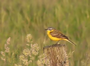 Schafstelze5640_filtered.jpg Schafstelze5640_filtered.jpg