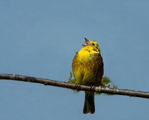 GoldammerMSingt0.jpg GoldammerMSingt0.jpg