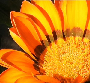 DSCN1118a.jpg DSCN1118a.jpg